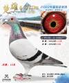 图片暂时未上传