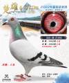 图片暂时未上传