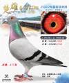 图片暂时未上传