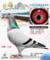 图片暂时未上传