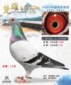 图片暂时未上传
