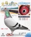 图片暂时未上传