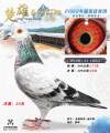 图片暂时未上传