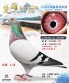 图片暂时未上传
