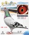 图片暂时未上传