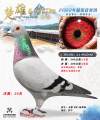 图片暂时未上传