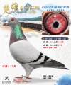 图片暂时未上传
