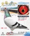 图片暂时未上传