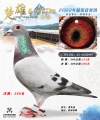 图片暂时未上传