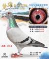 图片暂时未上传