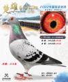 图片暂时未上传