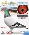 图片暂时未上传