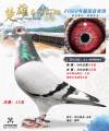 图片暂时未上传
