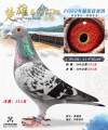 图片暂时未上传