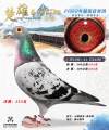 图片暂时未上传