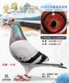 图片暂时未上传