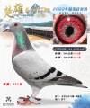 图片暂时未上传