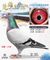 图片暂时未上传