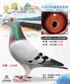 图片暂时未上传