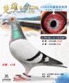 图片暂时未上传