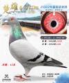 图片暂时未上传