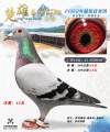 图片暂时未上传