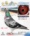 图片暂时未上传