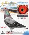 图片暂时未上传