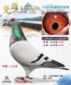 图片暂时未上传