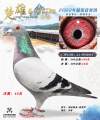 图片暂时未上传