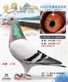 图片暂时未上传