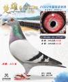 图片暂时未上传