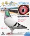 图片暂时未上传