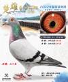 图片暂时未上传