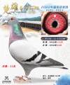 图片暂时未上传