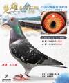 图片暂时未上传