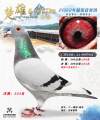 图片暂时未上传