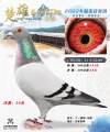 图片暂时未上传