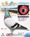 图片暂时未上传