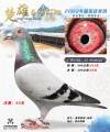 图片暂时未上传