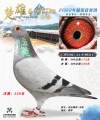 图片暂时未上传