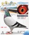 图片暂时未上传