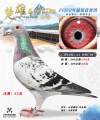 图片暂时未上传
