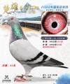图片暂时未上传