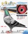图片暂时未上传