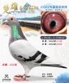 图片暂时未上传