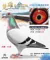 图片暂时未上传