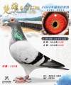 图片暂时未上传