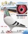 图片暂时未上传