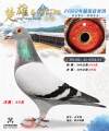 图片暂时未上传